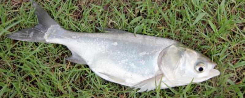 白鲢和花鲢一样吗