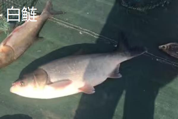 白鲢和花鲢一样吗,很多方面相似却是不同的鱼