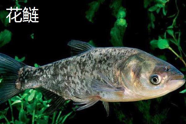白鲢和花鲢一样吗,很多方面相似却是不同的鱼