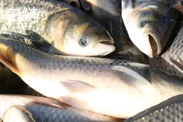 白鲢和花鲢一样吗,很多方面相似却是不同的鱼