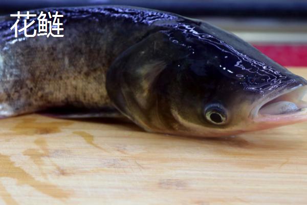 白鲢和花鲢一样吗,很多方面相似却是不同的鱼