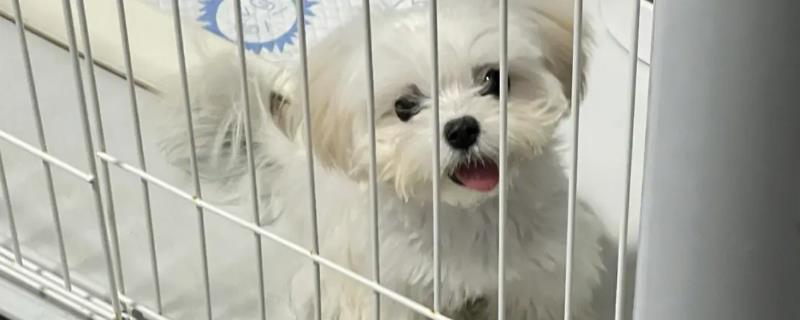 小狗关笼子里老是叫怎么办