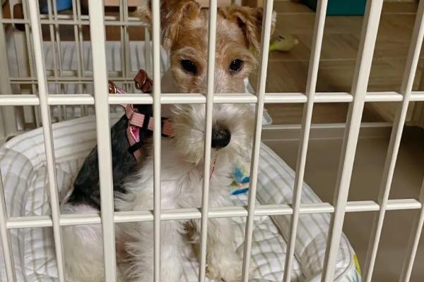 小狗关笼子里老是叫怎么办,可以用玩具转移注意力