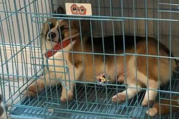 小狗关笼子里老是叫怎么办,可以用玩具转移注意力