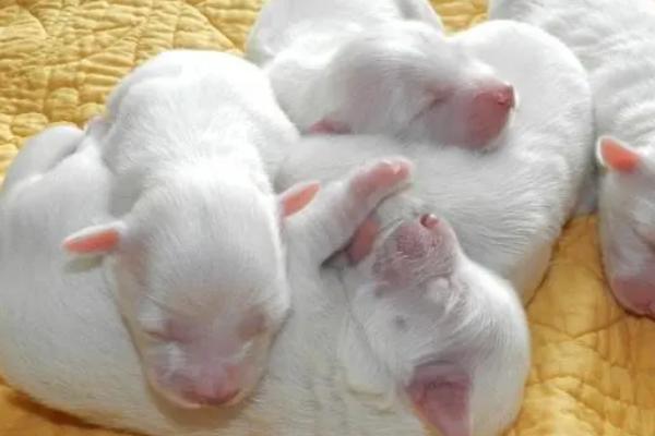 小狗关笼子里老是叫怎么办,可以用玩具转移注意力