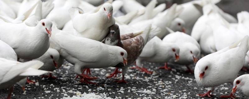 幼鸽喂什么食物