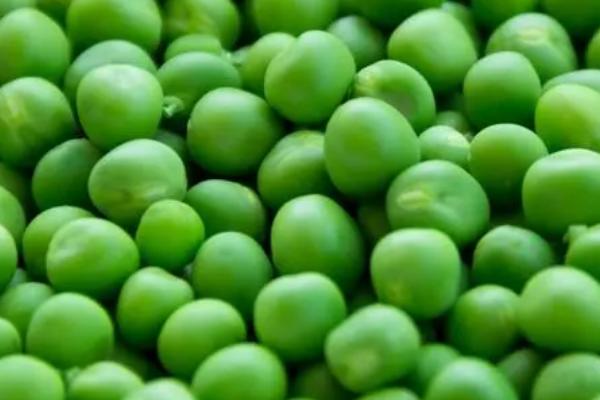 幼鸽喂什么食物,豌豆、谷类、蔬菜均可饲喂