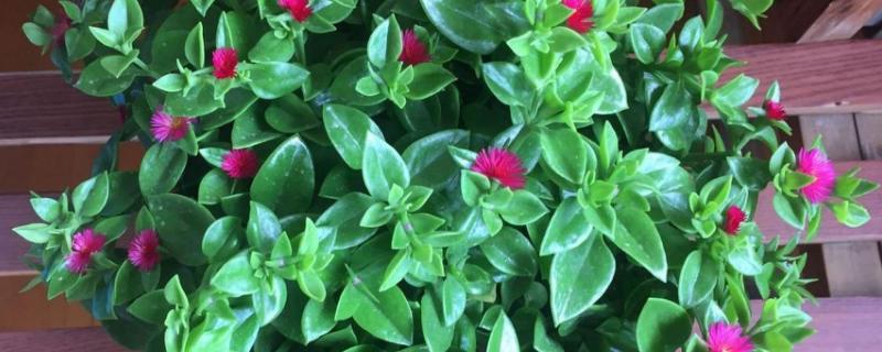 养护心叶日中花的要点