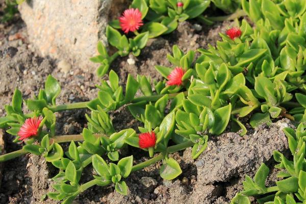 养护心叶日中花的要点,生长期间每隔半个月追一次肥