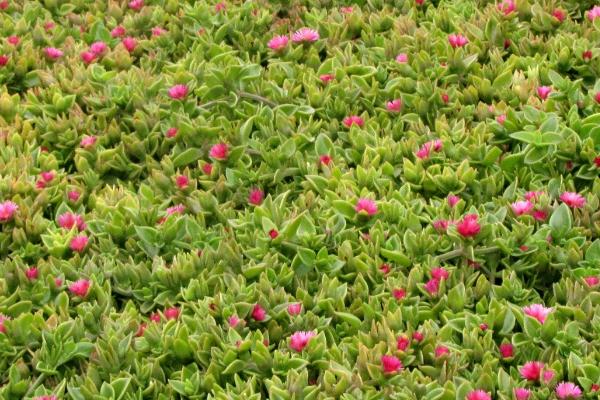 养护心叶日中花的要点,生长期间每隔半个月追一次肥