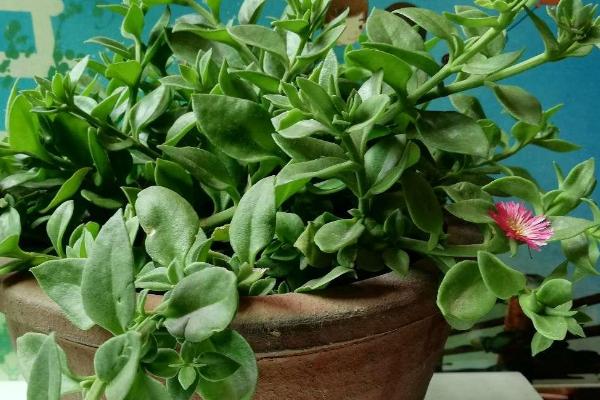 养护心叶日中花的要点,生长期间每隔半个月追一次肥