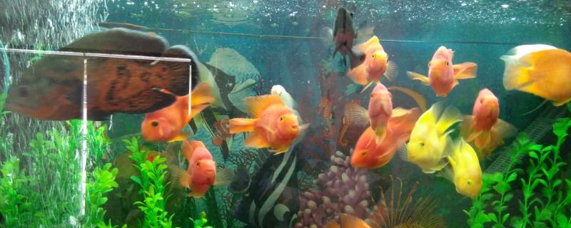 热带鱼能不能混养