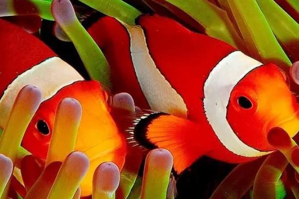 热带鱼能不能混养,生活习性接近、体型差距小的热带鱼可以混养