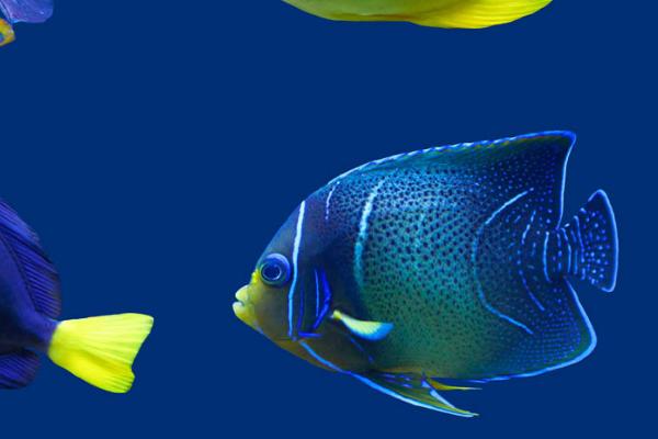 热带鱼能不能混养,生活习性接近、体型差距小的热带鱼可以混养