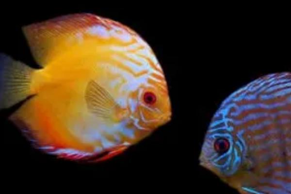 热带鱼能不能混养,生活习性接近、体型差距小的热带鱼可以混养