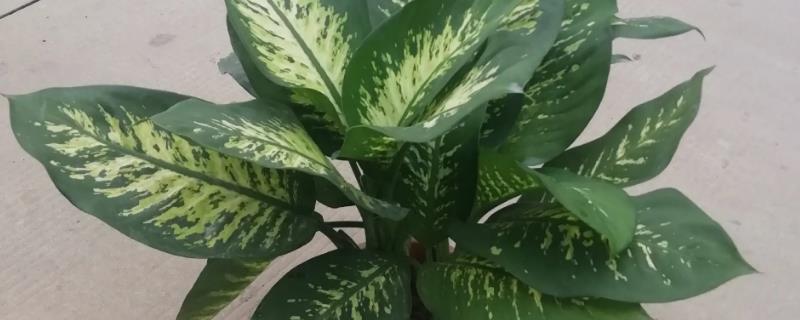 观叶植物的施肥方法