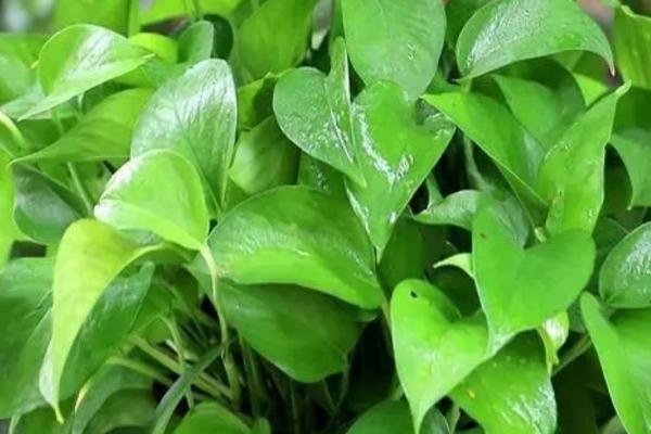 观叶植物的施肥方法,将肥料溶解后可用喷雾装置进行喷施