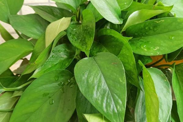 观叶植物的施肥方法,将肥料溶解后可用喷雾装置进行喷施