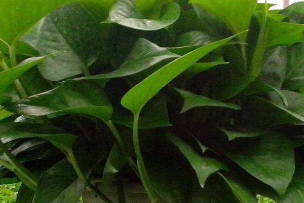 观叶植物的施肥方法,将肥料溶解后可用喷雾装置进行喷施