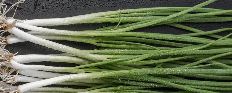 小葱怎么种才能高产