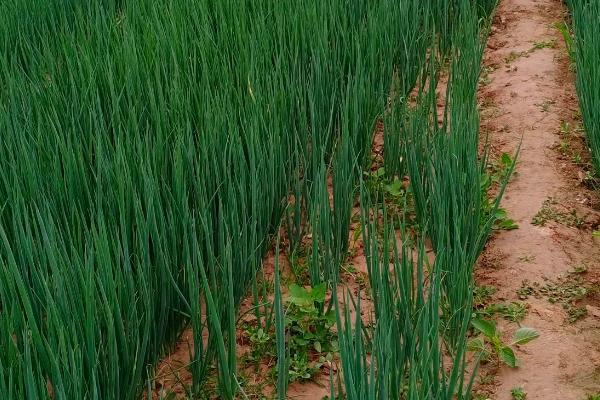 小葱怎么种才能高产,在生长期时应有效控制温度