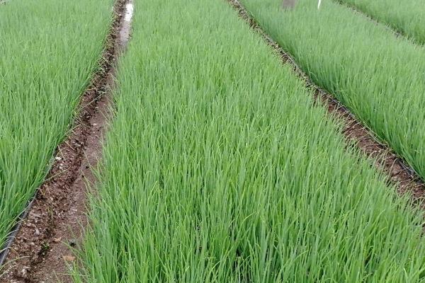 小葱怎么种才能高产,在生长期时应有效控制温度