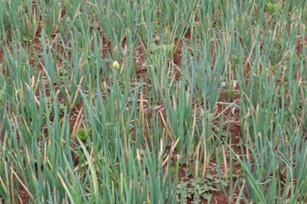 小葱怎么种才能高产,在生长期时应有效控制温度