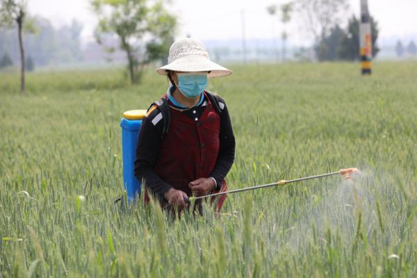 小麦几叶一心可以打除草剂,四叶一心的时候就可以开始