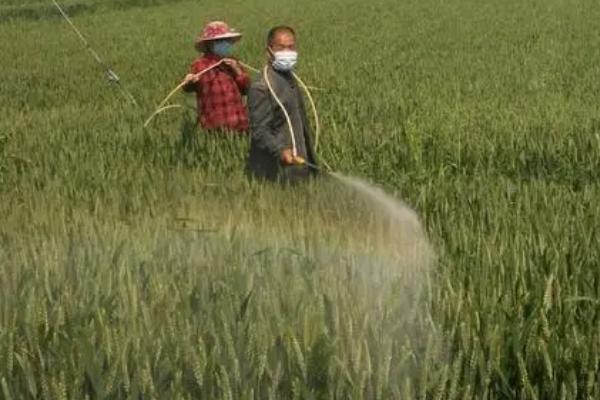 小麦几叶一心可以打除草剂,四叶一心的时候就可以开始