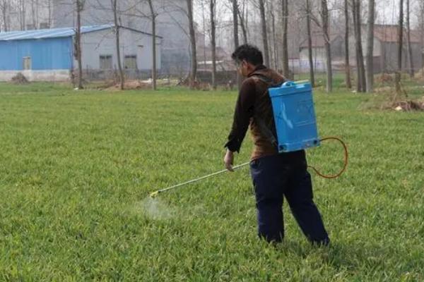 小麦几叶一心可以打除草剂,四叶一心的时候就可以开始