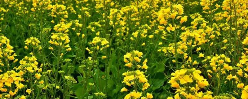 油菜中后期的管理技术