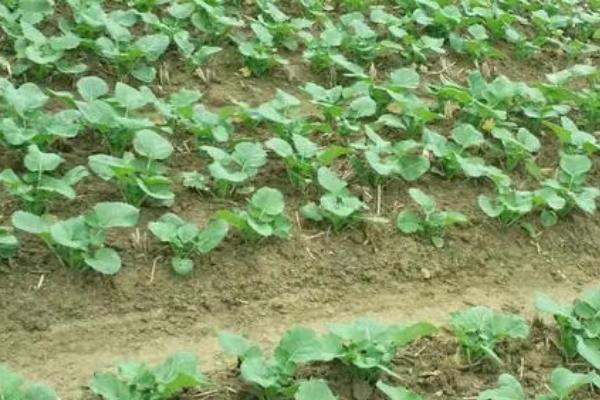 油菜中后期的管理技术,晴天需及时清理田间沟系