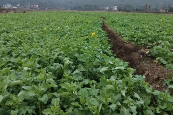 油菜中后期的管理技术,晴天需及时清理田间沟系