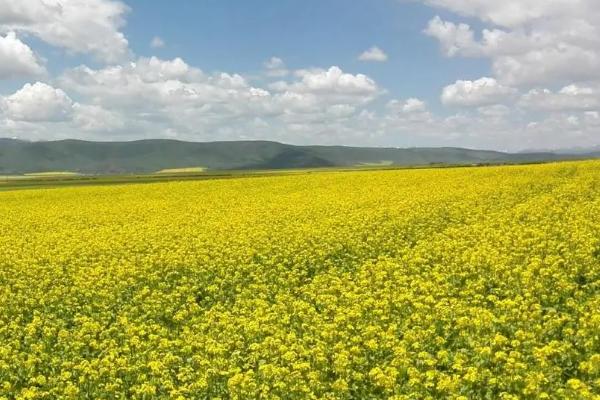 油菜中后期的管理技术,晴天需及时清理田间沟系