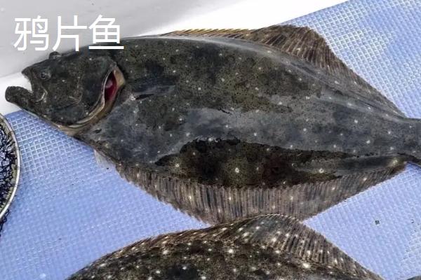 鸦片鱼和鲽鱼的区别，分布区域和外形均不同