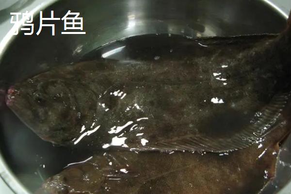 鸦片鱼和鲽鱼的区别，分布区域和外形均不同