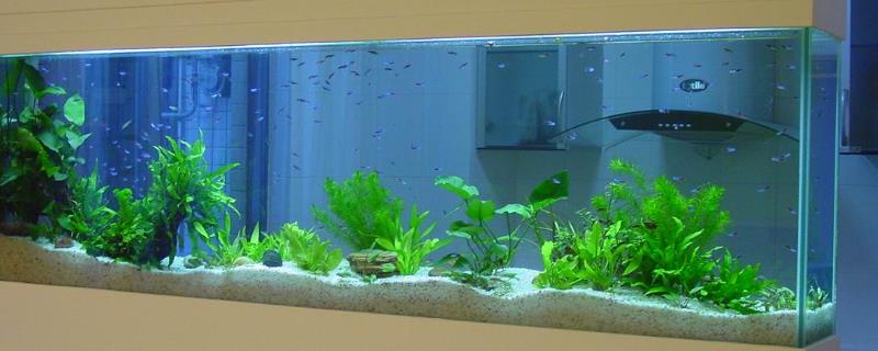 鱼缸可以放在太阳照射的地方吗