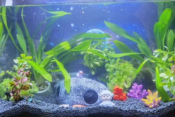 鱼缸可以放在太阳照射的地方吗,鱼缸长期接受光照对鱼儿健康不利