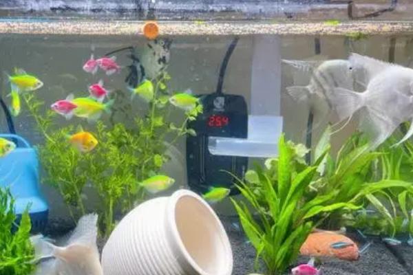 鱼缸可以放在太阳照射的地方吗,鱼缸长期接受光照对鱼儿健康不利