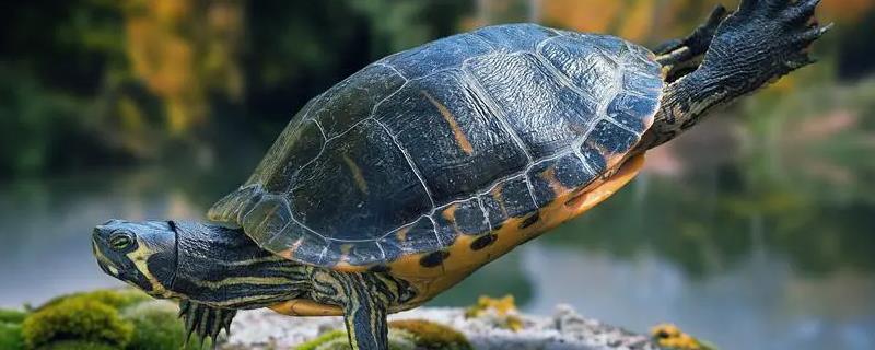 养龟的水变绿好不好