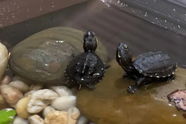 养龟的水变绿好不好,是利大于弊的