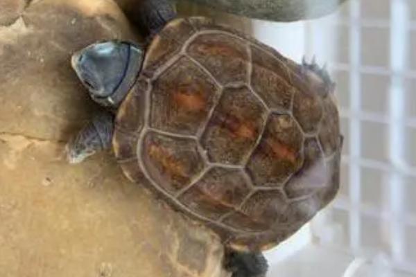 养龟的水变绿好不好,是利大于弊的