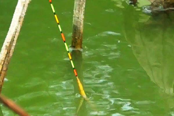 钓鱼漂怎么调整,先重铅找底、再逐渐修剪铅皮