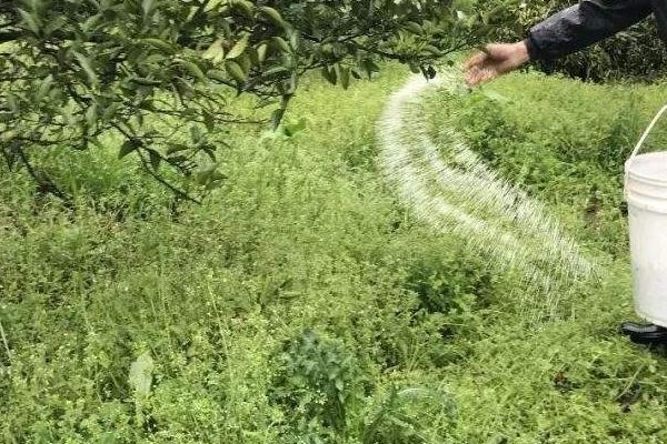 冬天用尿素还是用碳铵更好，使用碳铵时见效速度更快