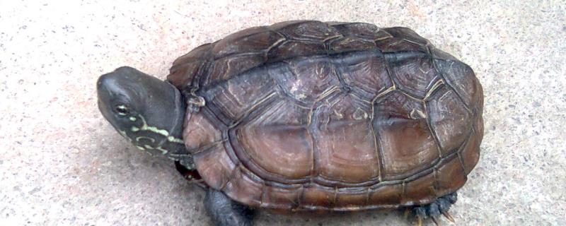 小中华草龟吃什么食物