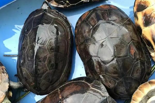 小中华草龟吃什么食物，动物性、植物性和合成饲料都吃