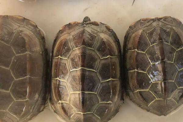 小中华草龟吃什么食物，动物性、植物性和合成饲料都吃