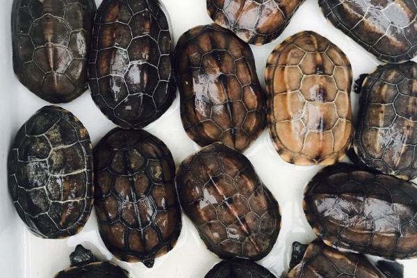 小中华草龟吃什么食物，动物性、植物性和合成饲料都吃