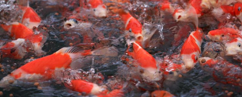 锦鲤为什么会患上水霉病