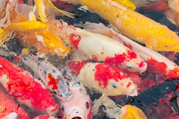 锦鲤为什么会患上水霉病,可能是皮肤受损、水温过低、病菌侵入鱼缸等原因所导致